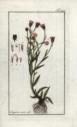 Vergerette acre (Erigeron acris). Litografie z knihy "Obraz Artseny-Gewassen" od Johannese Zorna (1739-1799), Nizozemsko