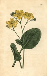 Villardie - Villarsia ovata (Vachta oválná, Menyanthes ovata). Ručně kolorovaná botanická rytina z Curtis