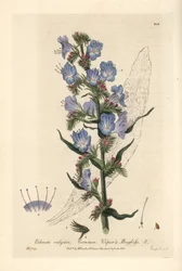 Viperine commune - zmijovec obecný, Echium vulgare - ručně kolorovaná mědirytina od J. Whessella podle kresby Isaaca Russella z knihy Williama Baxtera "British Phaenogamous Botany" z roku 1836.
