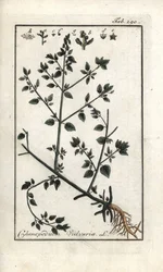 Vulvár (Chenopodium vulvaria). Litografie z knihy "Picture of the Artseny-Gewassen" od Johannese Zorna (1739-1799), Nizozemsko