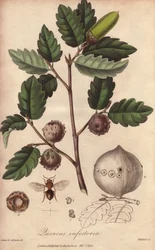 Wales Oak (Quercus infectoria) - Silná voda William Clarke ilustrovat "Medical Botanical, Description of the Medicinal Plants of London, Edinburgh and Dublin" John Stephenson a James Morss Churchill, publikoval v Londýně John Churchill v roce
