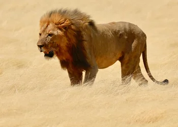 Warrior, Etosha, 2018 (fotografie)