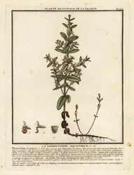 Germander vodní, Teucrium scordium.