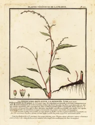 Vodní pepř, Persicaria hydropiper.