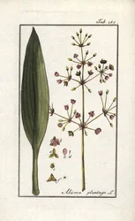 Vodní ploštičník (Alisma plantago-aquatica). Litografie z "Afbeelding der Artseny-Gewassen" (herbář léčivých rostlin) od Johannese Zorna (1739-1799), Nizozemsko.
