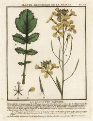 Raketa řeřicha listová, Erucastrum nasturtiifolium.
