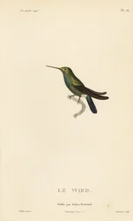 Kolibřík Wedův nebo Neuwiedův, Trochilus cyanogenys nebo Ornismya wiedii. Ručně kolorovaná ocelorytina od Coutanta podle ilustrace Jeana-Gabriela Pretra z knihy Rene Primevere Lessona Natural History of the Colibri Genus of Hummingbirds.