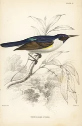 slunéčko západní, Anthreptes longuemarei (slunéčko bělokrké, Anthreptes leucosoma). Ručně kolorovaná ocelorytina od Williama Lizarse podle Williama Swainsona z Naturalist