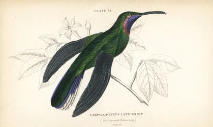 Kolibřík běloocasý, Campylopterus ensipennis (kolibřík modrohrdlý, Trochilus latipennis). Ručně kolorovaná ocelorytina od Williama Lizarse z díla sira Williama Jardina „Naturalist