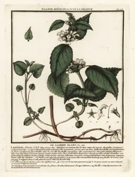 Bílá kopřiva, album Lamium.