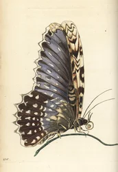 Bílá čarověnka, Thysania agrippina (motýl Agrippina, Phalaena agrippina). Ilustrace nakreslená a vyrytá Richardem Polydorem Nodderem podle Marie Sibylly Merian. Ručně kolorovaná mědirytina z knihy George Shawa a Fredericka Noddera The Naturalist.
