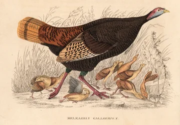 Krocan divoký, Meleagris gallopavo, slepice s kuřaty. Ručně kolorovaná litografie z přírodovědné galerie Georga Friedricha Treitschkeho, Naturhistorischer Bildersaal des Thierreiches, Liepzig.