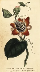 Mučenka okřídlená, Passiflora elata., 1800 (rytina)