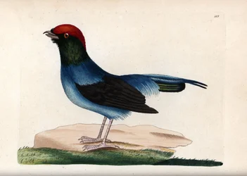 Manakin nádherný (Chiroxiphia linearis). Nepodepsaná ilustrace (George Shaw a Frederick nodder). Litografie v časopise The Naturalist