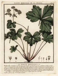Sanicle dřeva, Sanicula europaea.