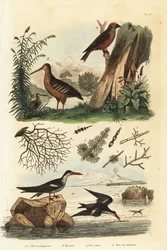 Sluka lesní, Scolopax rusticola, křivka obecná, Loxia curvirostra, a zobákovec černý, Rynchops niger, sluka, křivka a zobákovec