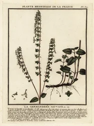 Němeček lesní, Teucrium scorodonia.