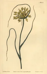 Žlutý česnek, Allium žlutá