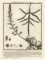 Mignoneta žlutá, Reseda lutea.