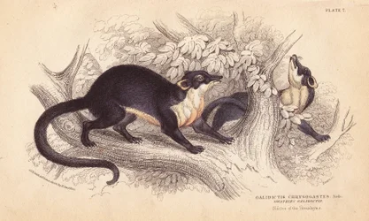 Kuna žlutokrká, Martes flavigula (Galidictis chrysogastes). Ručně kolorovaná ocelorytina od Lizarse podle ilustrace Charlese Hamiltona Smithe z náčrtu R. G. Watkina z Naturalist