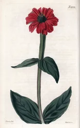 Zinnia má červený květ. Mědirytina s Johnem Curtisem a hrobem od Weddella, publikovaná v časopise "Curtis Botanical Magazine".