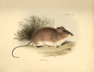 Zoologie: Darwinův "Mud Darwinii" neboli myš, kterou popsal Charles Darwin během své objevitelské cesty na palubě lodi Beagle. Deska z knihy "The Zoology of the voyage of H.M.S. Beagle under the command of Captain Fitzroy during the years 1832 to 1836 edit