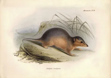 Zoologie: Didelphis brachiura" z čeledi vačic, kterou popsal Charles Darwin během své objevitelské cesty na palubě lodi Beagle. Deska z knihy "The Zoology of the voyage of the H.M.S. Beagle under the command of Captain Fitzroy during the years 1832 to 1836