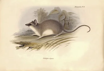 Zoologie: Didelphis elegans" z čeledi vačic, kterou popsal Charles Darwin během své objevitelské cesty na palubě lodi Beagle. Deska z knihy "The Zoology of the voyage of the H.M.S. Beagle under the command of Captain Fitzroy during the years 1832 to 1836" 