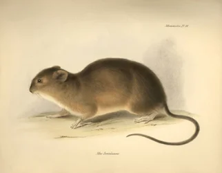 Zoologie: Myš "Mus braziliensis" z Brazílie, kterou popsal Charles Darwin během své objevitelské cesty na palubě lodi Beagle. Deska z knihy "The Zoology of the voyage of the H.M.S. Beagle under the command of Captain Fitzroy during the years 1832 to 1836 e