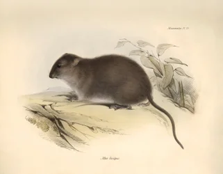 Zoologie: Mus fuscipes" neboli hlodavec australského pobřeží, kterého popsal Charles Darwin během své objevitelské cesty na palubě lodi Beagle. Deska z knihy "The Zoology of the voyage of the H.M.S. Beagle under the command of Captain Fitzroy during the ye