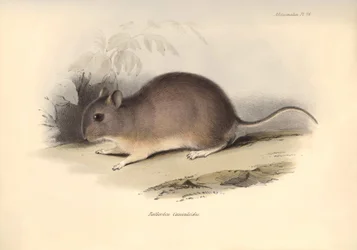 Zoologie: Reithrodon Cuniculoides" neboli hlodavec, kterého popsal Charles Darwin během své objevitelské cesty na palubě lodi Beagle. Deska z knihy "The Zoology of the voyage of the H.M.S. Beagle under the command of Captain Fitzroy during the years 1832 t