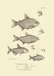 Zoologie: vyobrazení ryb "Tetragonopterus Abramis, rutilus, scabripinnis, interruptus", které popsal Charles Darwin během své cesty na palubě lodi Beagle. Deska z knihy "The zoology of the voyage of the H.M.S. Beagle under the command of Captaain Fitzroy d