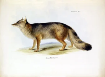 Zoologie: vyobrazení jihoamerické lišky "Canis fulvipes", kterou popsal Charles Darwin během své cesty na palubě lodi Beagle. Deska z knihy "The zoology of the voyage of the H.M.S. Beagle under the command of Captaain Fitzroy during the years 1832-1836" (Z