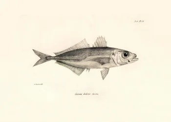 Zoologie: vyobrazení ryby "Caranx declivis", kterou popsal Charles Darwin během své plavby na palubě lodi Beagle. Deska z knihy "The zoology of the voyage of H.M.S. Beagle under the command of Captaain Fitzroy during the years 1832-1836".