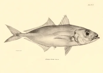 Zoologie: vyobrazení ryby "Caranx torvus", kterou popsal Charles Darwin během své plavby na palubě lodi Beagle. Deska z knihy "The zoology of the voyage of H.M.S. Beagle under the command of Captaain Fitzroy during the years 1832-1836".