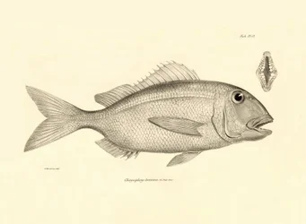 Zoologie: vyobrazení ryby "Chrysophrys taurina", kterou popsal Charles Darwin během své plavby na palubě lodi Beagle. Deska z knihy "The zoology of the voyage of H.M.S. Beagle under the command of Captaain Fitzroy during the years 1832-1836".