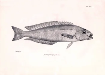 Zoologie: vyobrazení ryby "Latilus princeps", kterou popsal Charles Darwin během své plavby na palubě lodi Beagle. Deska z knihy "The zoology of the voyage of H.M.S. Beagle under the command of Captaain Fitzroy during the years 1832-1836".
