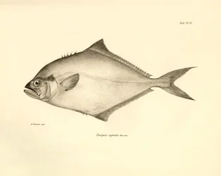 Zoologie: vyobrazení ryby "Paropsis signata", kterou popsal Charles Darwin během své plavby na palubě lodi Beagle. Deska z knihy "The zoology of the voyage of H.M.S. Beagle under the command of Captaain Fitzroy during the years 1832-1836".