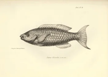 Zoologie: vyobrazení ryby "Scarus Chlorodon", kterou popsal Charles Darwin během své plavby na palubě lodi Beagle. Deska z knihy "The zoology of the voyage of H.M.S. Beagle under the command of Captaain Fitzroy during the years 1832-1836".