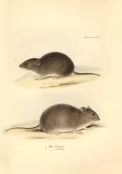 Zoologie: Mus Renggeri a Mus obscurus (krysy), které popsal Charles Darwin během své objevitelské cesty na palubě lodi Beagle. Deska z knihy "Zoologie cesty H.M.S. Beagle pod velením kapitána Fitzroye v letech 1832 až 183".