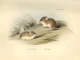 Zoologie: "Mus albimaculatus" a "Mus elegans" (myš), které popsal Charles Darwin během své objevitelské cesty na palubě lodi Beagle. Deska z knihy "The Zoology of the voyage of the H.M.S. Beagle under the command of Captain Fitzroy during the years 1832 to