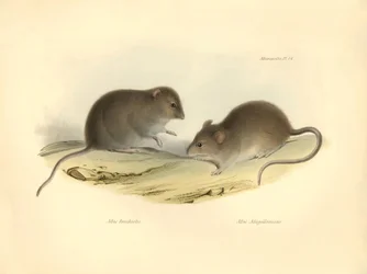 Zoologie: Mus brachiotis a Mus Magellanicus (krysy), které popsal Charles Darwin během své objevitelské cesty na palubě lodi Beagle. Deska z knihy "The Zoology of the voyage of the H.M.S. Beagle under the command of Captain Fitzroy during the years 1832 to