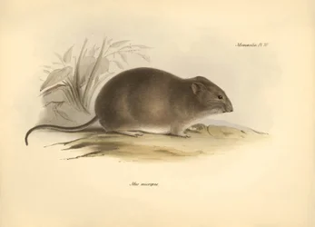 Zoologie: Myš "Mus micropus" neboli myš velkouš popsaná Charlesem Darwinem během jeho objevitelské cesty na palubě lodi Beagle. Deska z knihy "The Zoology of the voyage of H.M.S. Beagle under the command of Captain Fitzroy during the years 1832 to 1836".