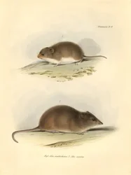 Zoologie: Mus xanthorhinus neboli krysa polní a Mus nasutus, které popsal Charles Darwin během své objevitelské cesty na palubě lodi Beagle. Deska z knihy "The Zoology of the voyage of the H.M.S. Beagle under the command of Captain Fitzroy during the years