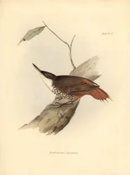 ornitologie: Darwin (1809-1882): "Dendrodamus leucosternus" pták Jižní Ameriky. Deska z knihy "The zoology of the voyage of H.M.S. Beagle. Let. III, Ptáci popsaní Johnem Gouldem, s poznámkou o jejich zvycích od Charla