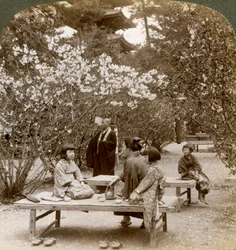Rodina užívající si piknik pod rozkvetlou třešní, Omuro Gosho, Kyoto, Japonsko, 1904.