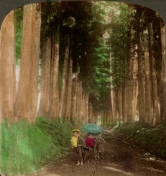 Alej kryptomerií cedrových stromů, Nikko, Japonsko, 1896.