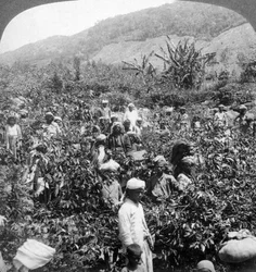 Sběr kávy na panství Sir Thomas Liptons, Dambutenne, Srí Lanka, 1903.