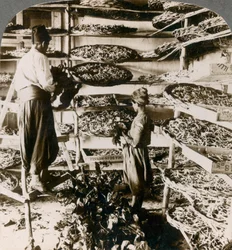 Krmení bource morušového jejich snídani z listů moruše, Libanonské hory, Sýrie, 1900.