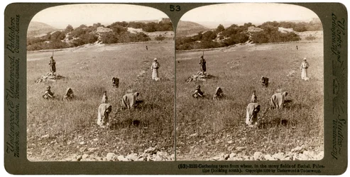 Sběr koukolu z pšenice na kamenitých polích Bethel Baytin, Palestina, 1900.